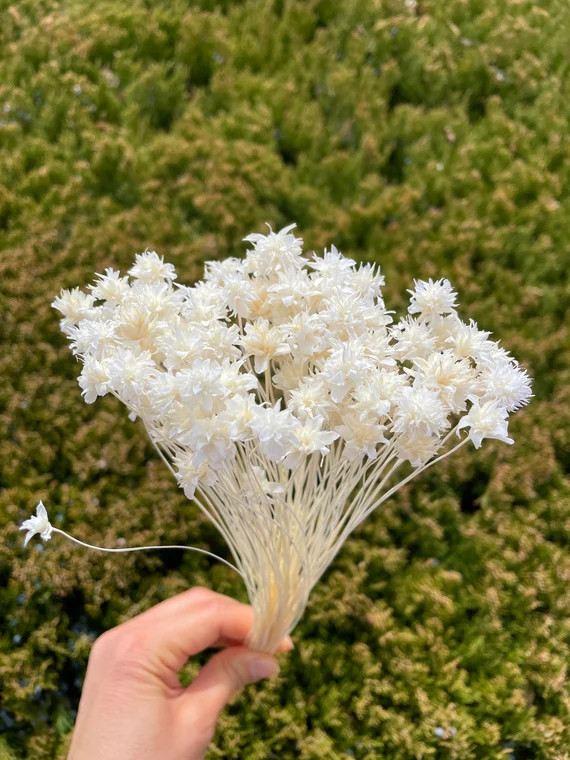 20g Mini Cone Flowers in White Color Dried Flowers Wedding | Etsy | Etsy (US)