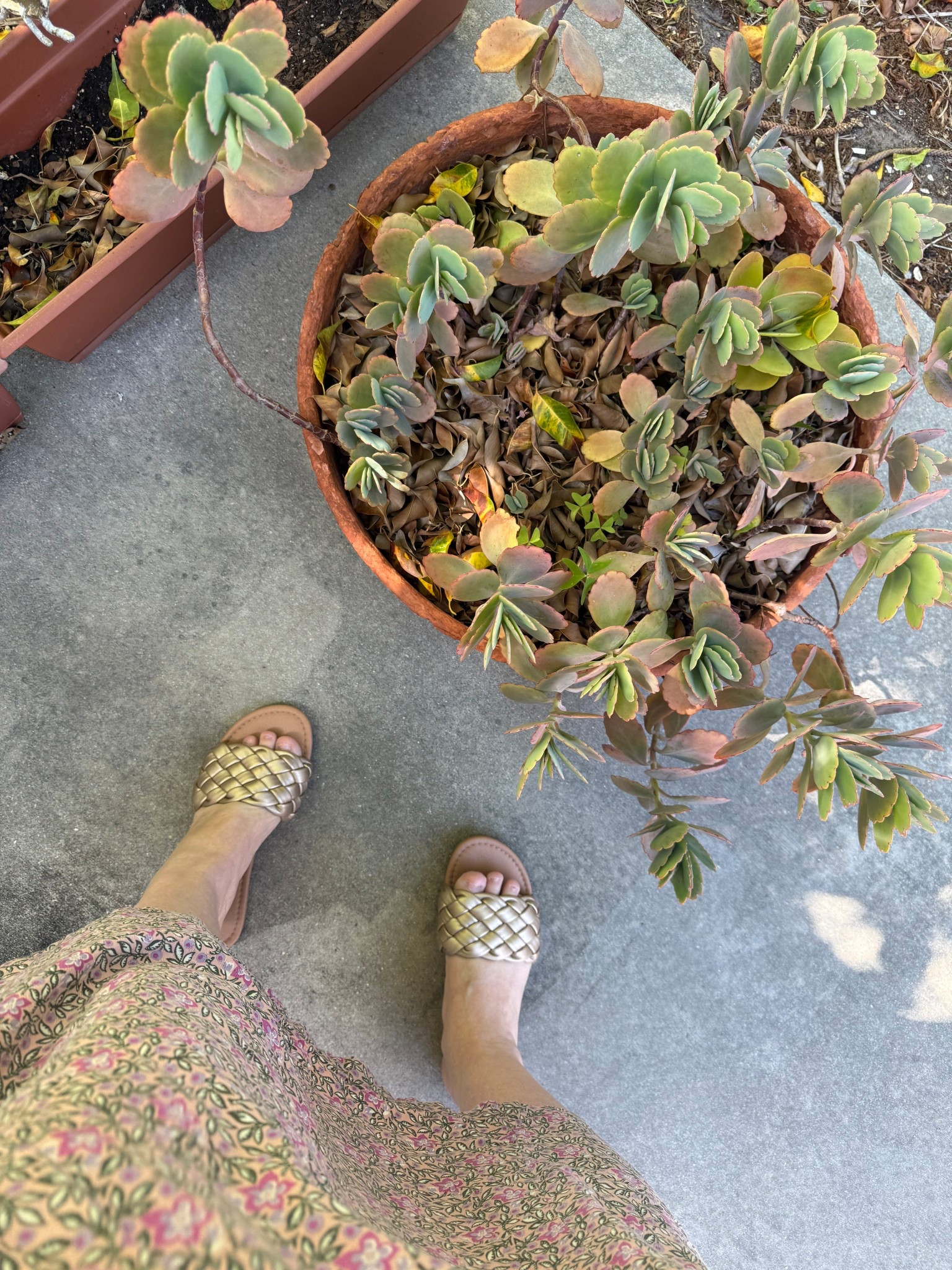 Comfy braided sandals for summer #ad

#LTKdayinmylife #LTKmomlife #LTKSeasonal