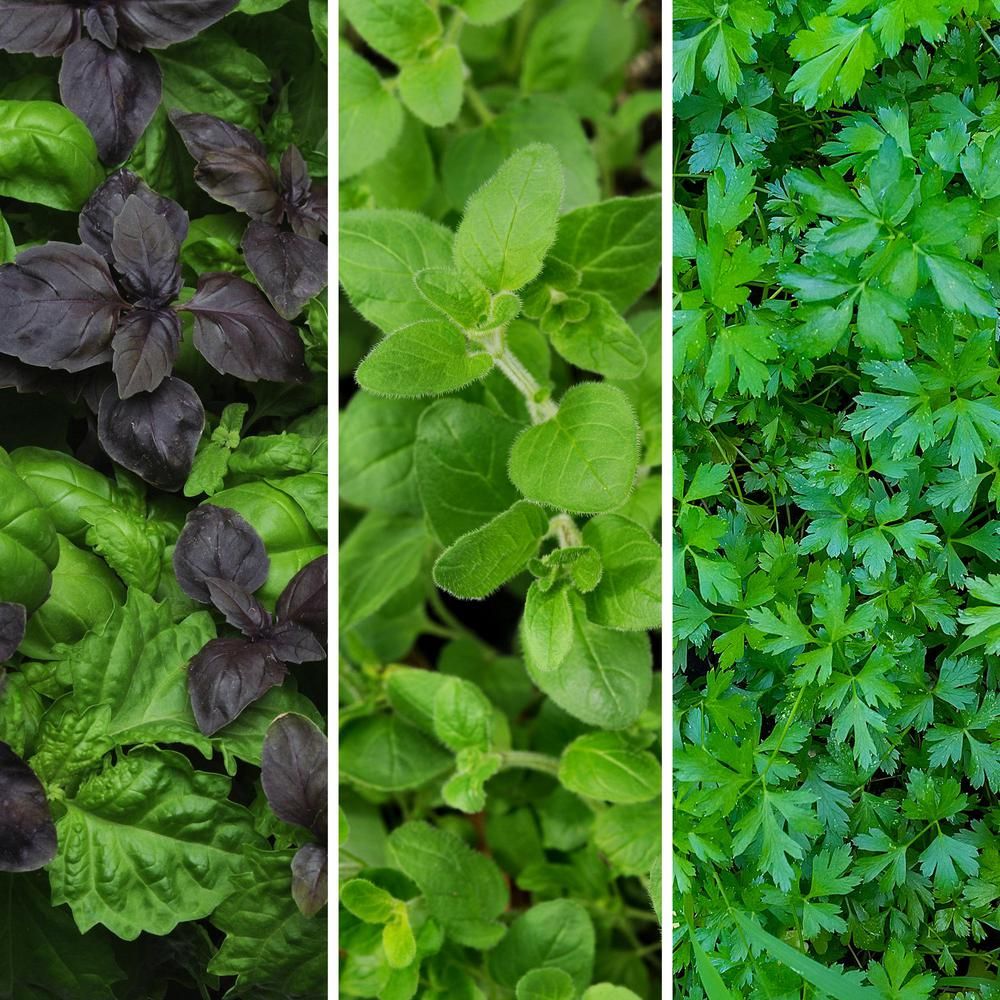 Cottage Farms Direct Herb Garden Kitchen Collection 2.5 in. Pots Parsley-Oregano-Basil Plants (3-Pie | The Home Depot