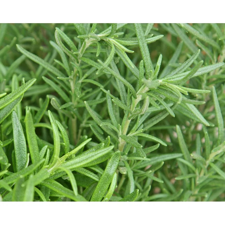 Rocket Farms 3 inch Potted Living Rosemary - Edible Herb | Walmart (US)
