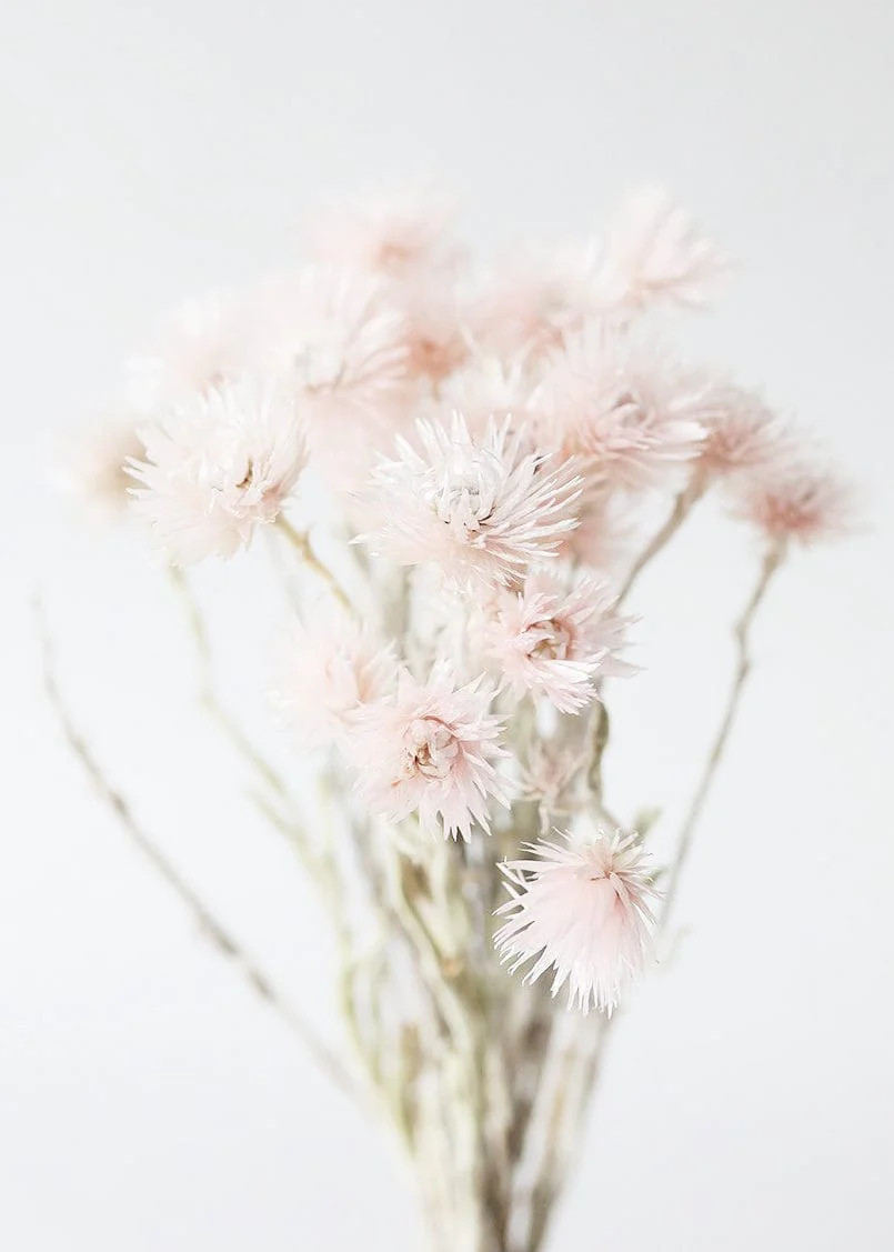 Dried Mini Silver Daisy in Pink | Preserved & Dried Flowers | Afloral