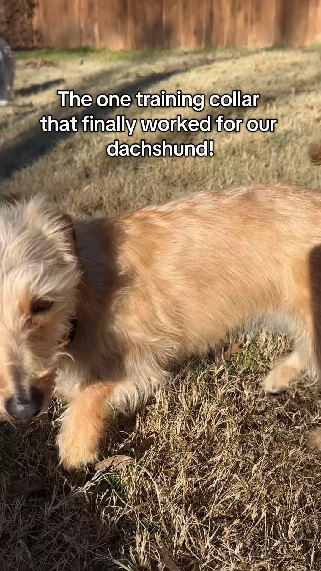 Tired of the endless barking? Finally, a solution for barking that actually works! Training just got a whole lot simpler.
#dogtraining

#LTKFindsUnder50