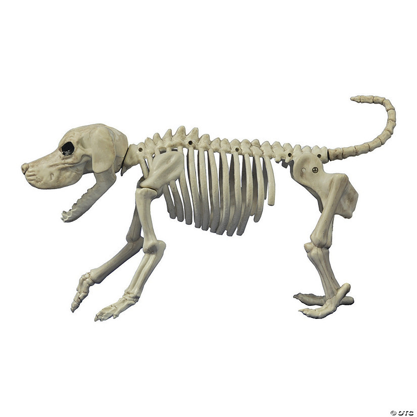 11" Beagle Bonez Dog Skeleton Halloween Decoration | Oriental Trading Company