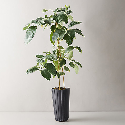 Variegated Pink Lemon Tree | Terrain