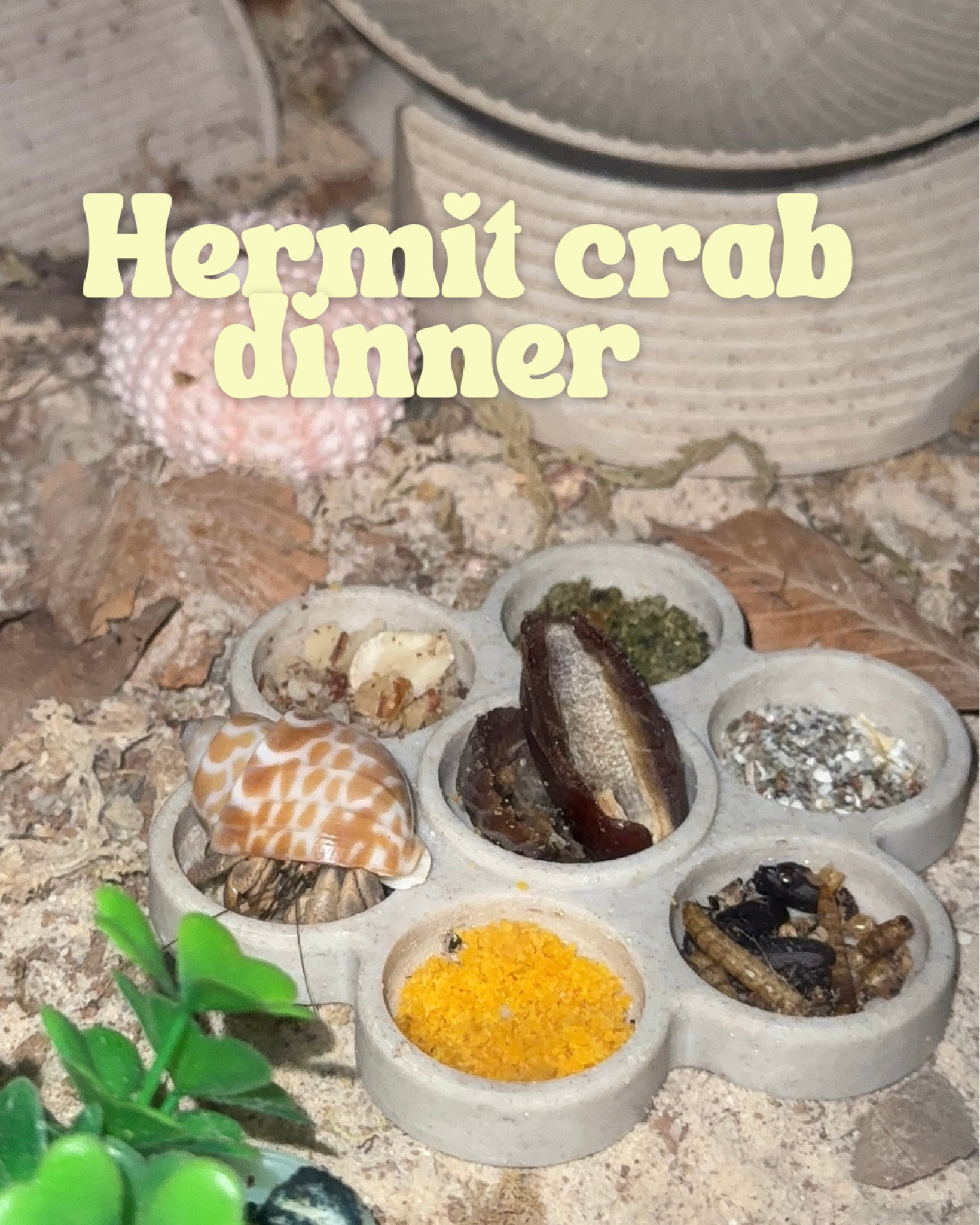 Hermit crab dinner 