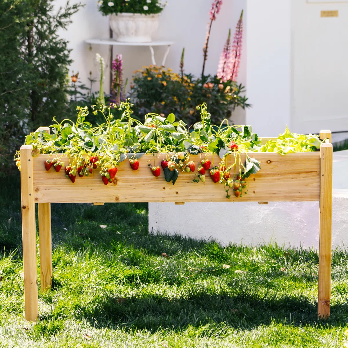 Archbald 49.5" W Solid Cedar Wood Raised Garden Bed with Liner | Wayfair North America