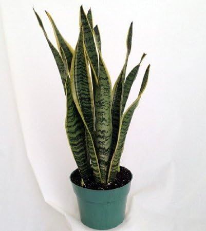 Snake Plant, Mother-In-Law's Tongue - Sanseveria - 6" Pot/unique-from jmbamboo | Amazon (US)