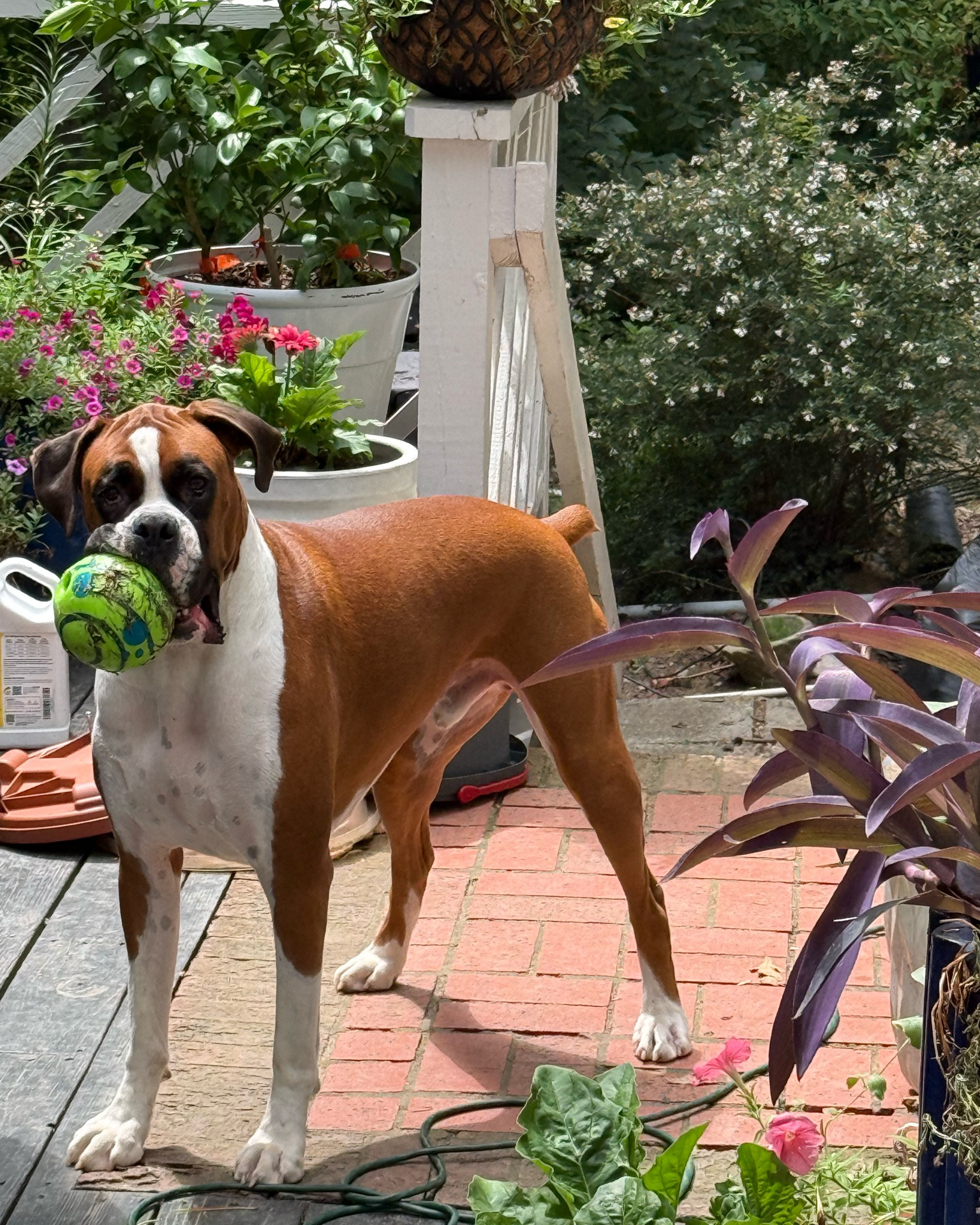 If you have a high-energy dog, you need this ball. 🐶💚

My 2-year-old Boxer is absolutely OBSESSED with this squeaky green ball. It’s his favorite toy, and he carries it everywhere. He’ll chase it for hours if I let him!

Fair warning… he’s so committed to this ball that he once chased it down the stairs, broke a toenail, and earned himself a trip to the vet. 😅 (He’s perfectly fine now, but that’s how much he loves it!)

If your pup loves to fetch, chase, and squeak all day long, this toy has definitely passed the test in our house. I’m linking it below because it’s been one of the best dog purchases I’ve made.

#LTKPets #DogMom #BoxerDog #DogToys #PetFavorites #DogLife #PetMustHaves #Fetch #SqueakyToy #LTKFinds

#LTKActive