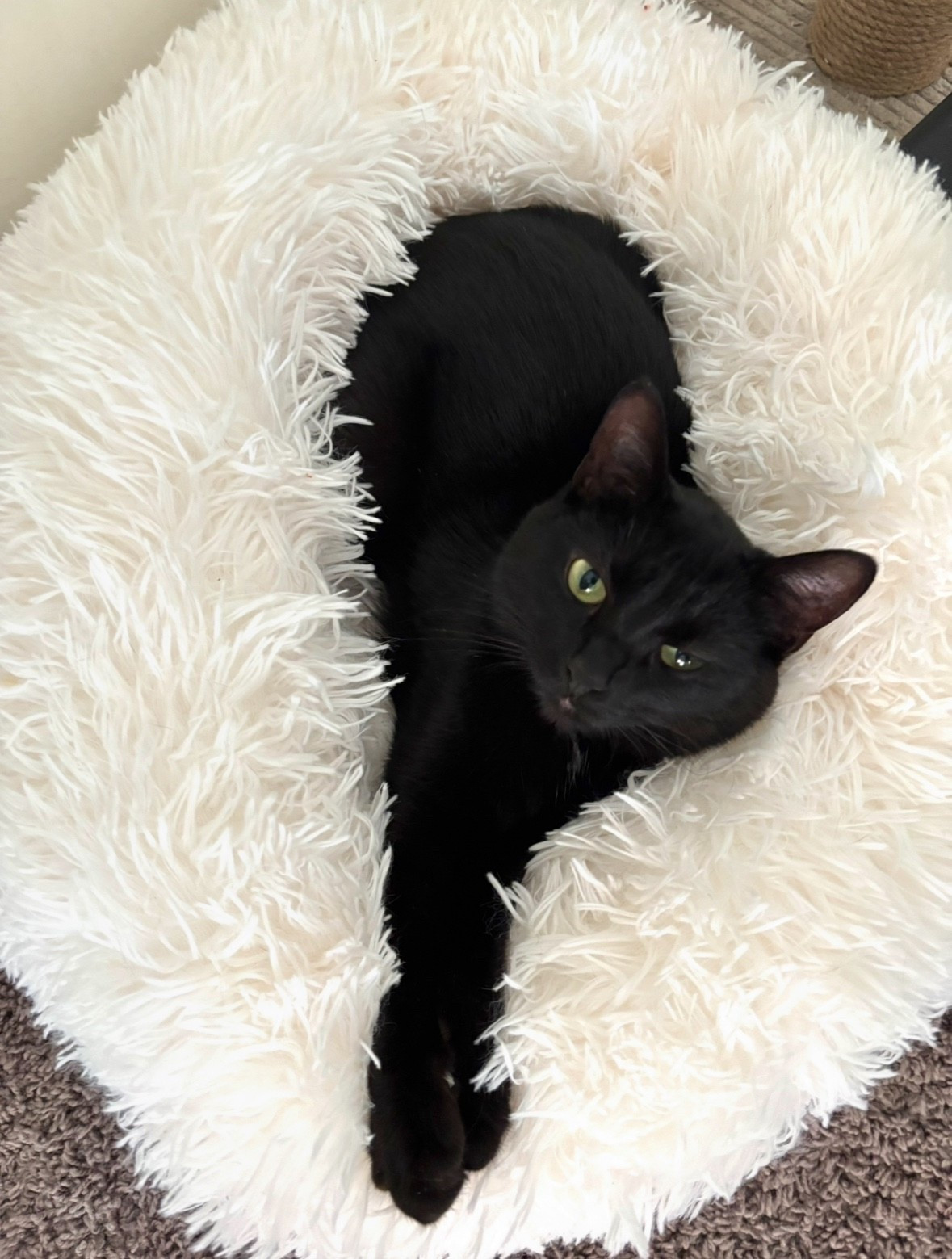 Fluffy Cat Beds set of 2 

#LTKFindsUnder50 #LTKHome #LTKPets