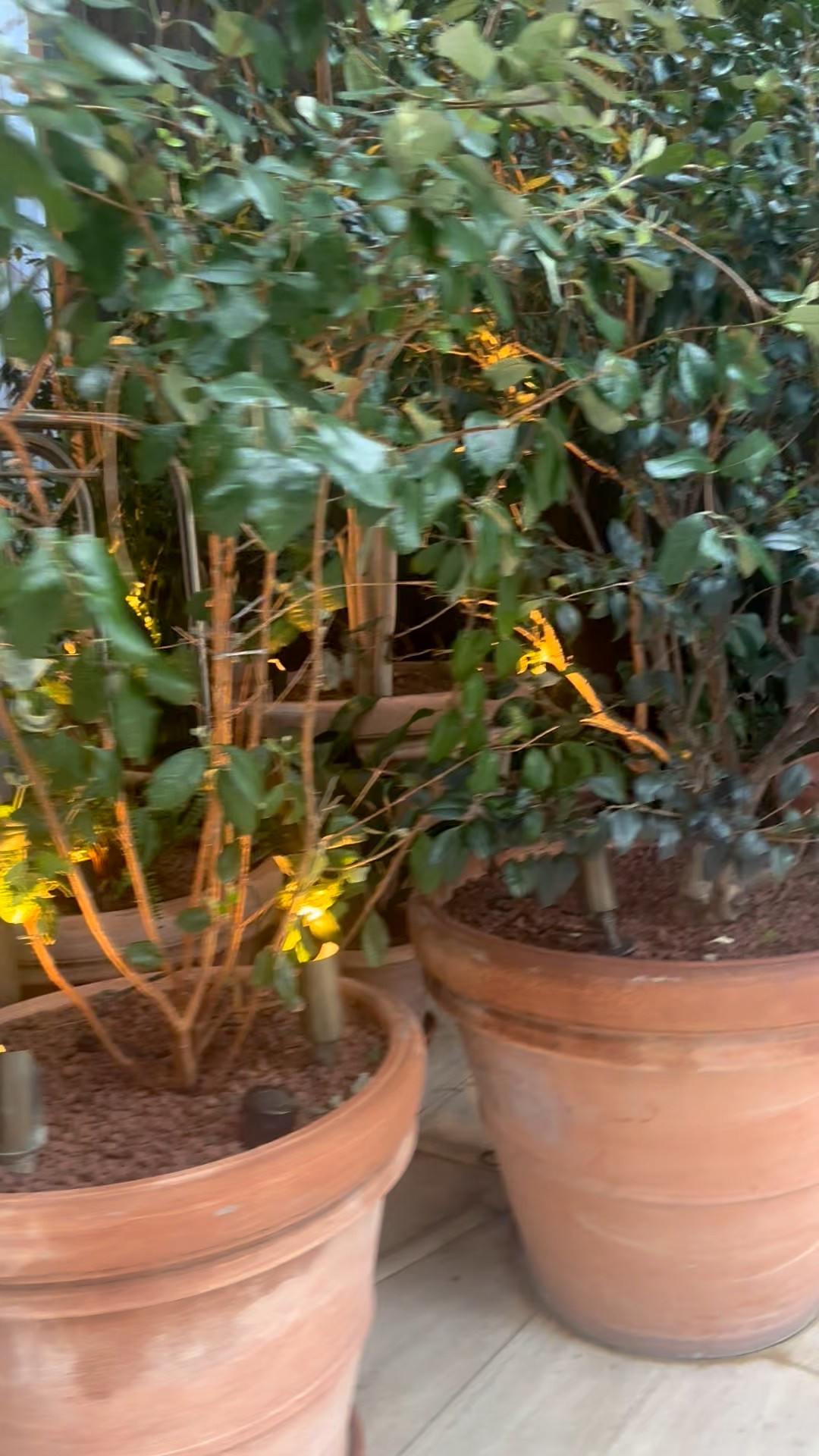 Good morning — a little greenery to start the day right.

#Planter #MorningLight #FreshStart #GreeneryLovers #OutdoorStyle #ChicLiving #ElevatedHome #LTKHome

#LTKdayinmylife #LTKHome