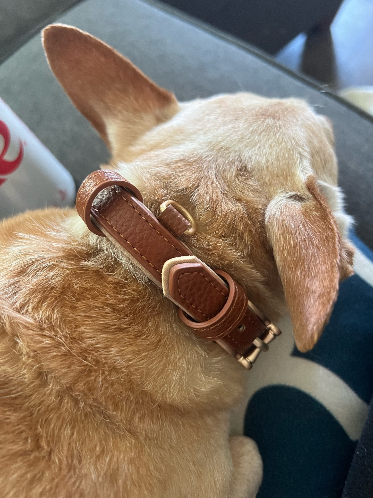 For those who don’t want to spend $50 on a leather dog collar but still want the luxury look for less! This is for you. So affordable and perfect for Autumn 

#LTKFamily #LTKSaleAlert #LTKSeasonal
