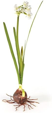 NAPA Home & Garden Conservatory 14" Single Paperwhite Bulb | Amazon (US)