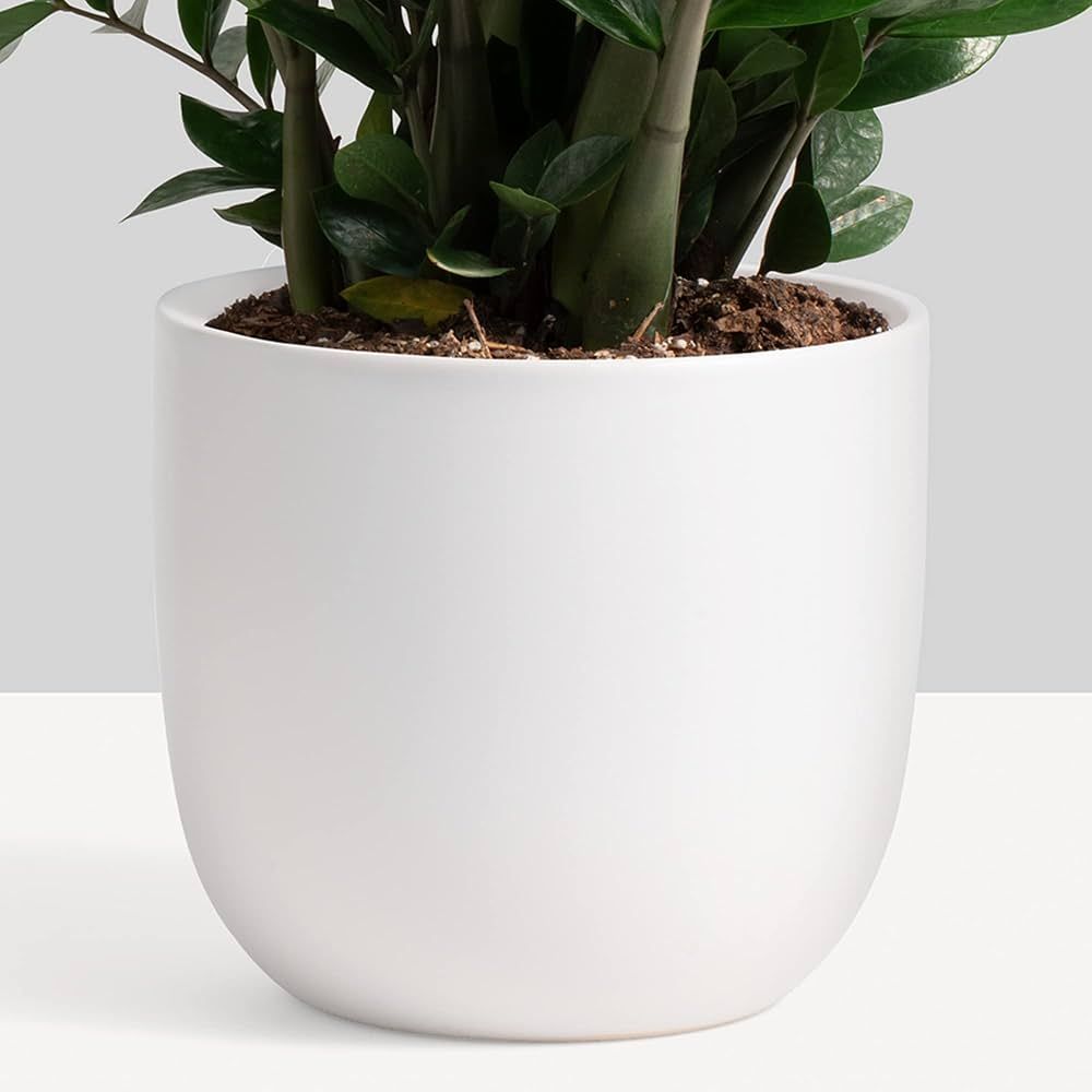 PEACH & PEBBLE 10 Inch White Ceramic Planter. Contour Plant Pot for House Plants and Indoor Plant... | Amazon (US)