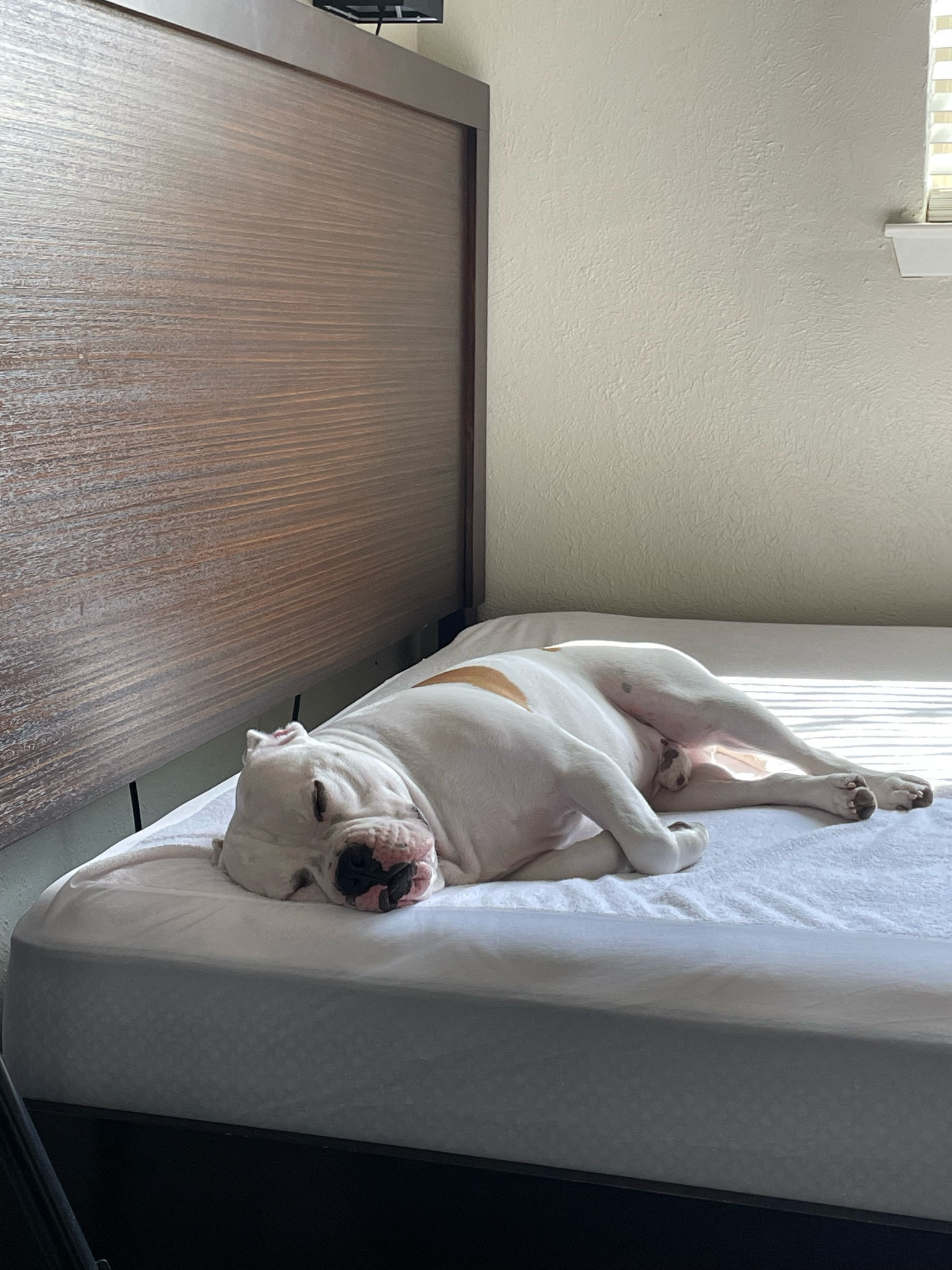 Protect your mattress with this waterproof bedsheet. I came back and saw my dog taking a nap and was happy I had this sheet on there. 

GRT 2 Pack 100% Waterproof Mattress Protector Queen Size, Breathable & Noiseless Waterproof Mattress Cover Fitted Deep Pocket from 5" to 21", Smooth Washable Queen Bed Protector - Vinyl Free

#LTKfindsunder50 #LTKstyletip #LTKhome