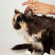 Star Pet Tag : Handcrafted in 24k Gold Plated Stainless Steel | Mejuri | Mejuri (Global)