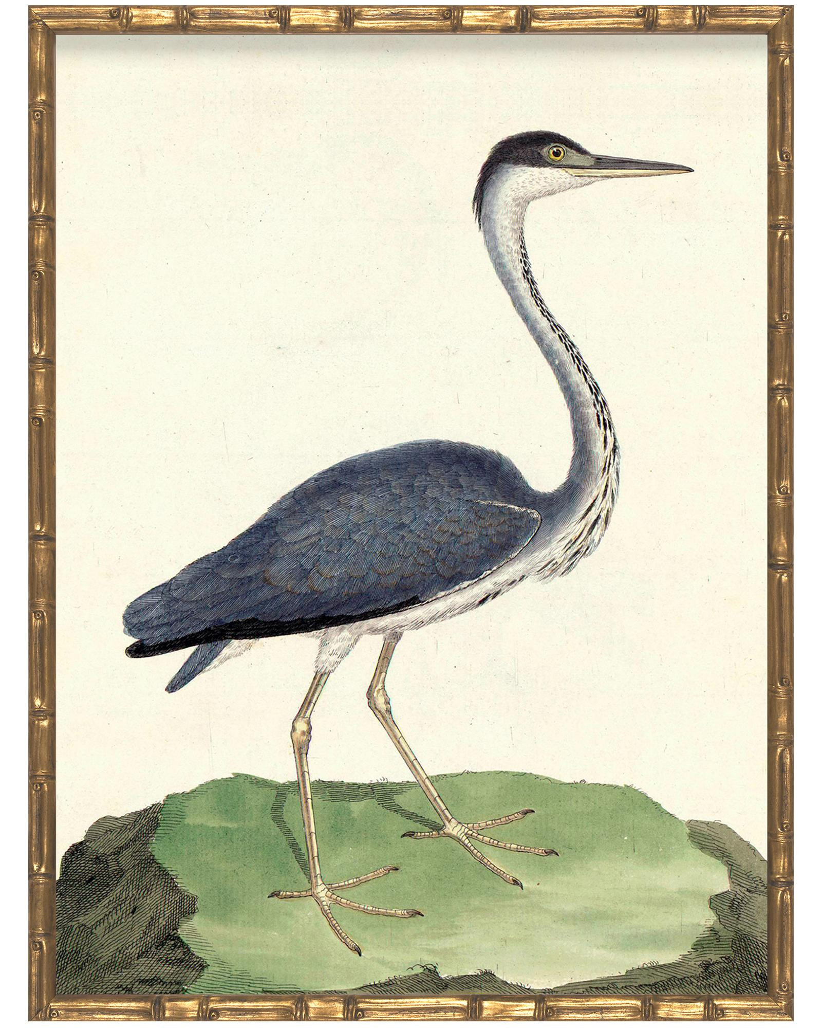 Vintage Birds in Bamboo Frame - Set of Four I (Birds I, III, IV, V)  by Whalebone Creek Prints | Serena and Lily