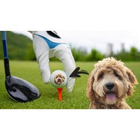 Pet Face Golf Balls - Your Pet's Face On A Ball, Set Of 3 Custom With Same Photo, Dog's Photo Ball | Etsy (US)