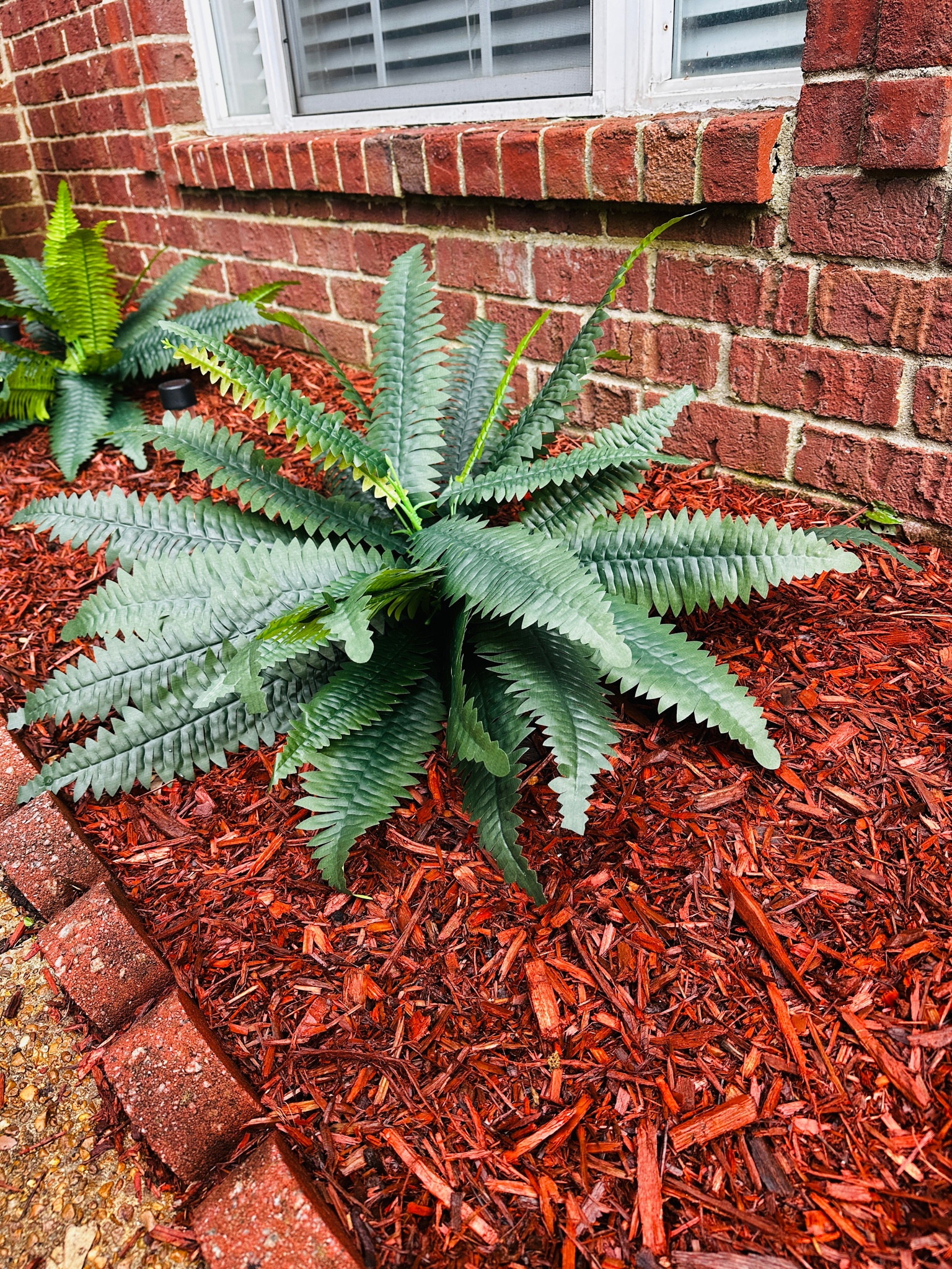 Fern stems from Walmart are perfect 😍 #gardening #walmart #walmartfinds 

#LTKSeasonal