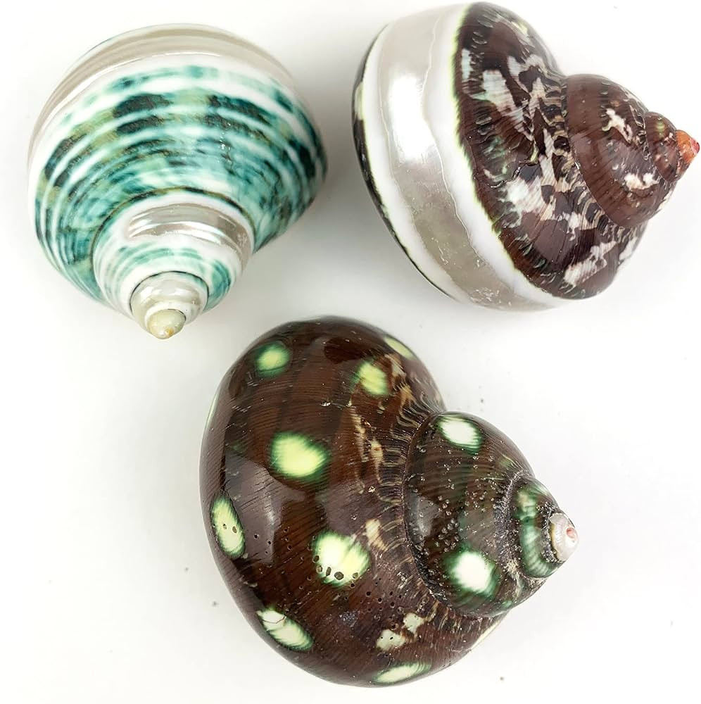 Heyiwell 3PC Assorted Turbo Shells,Mix Hermit Crab Shells Approx 2" Inch | Amazon (US)