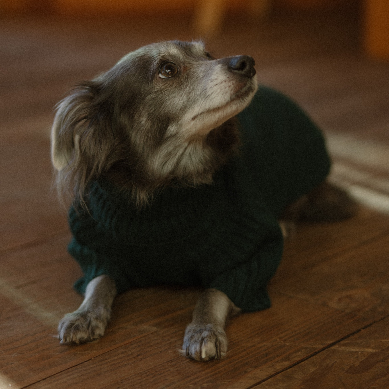 Dog Travel Essentials

Everything we brought with us on our nature trip to Oregon. What I brought with me to our cabin getaway with our pup. Luci Joy’s dog sweaters, anxiety bed, travel water bowl, treats, carrier and more. #LTKdogmom