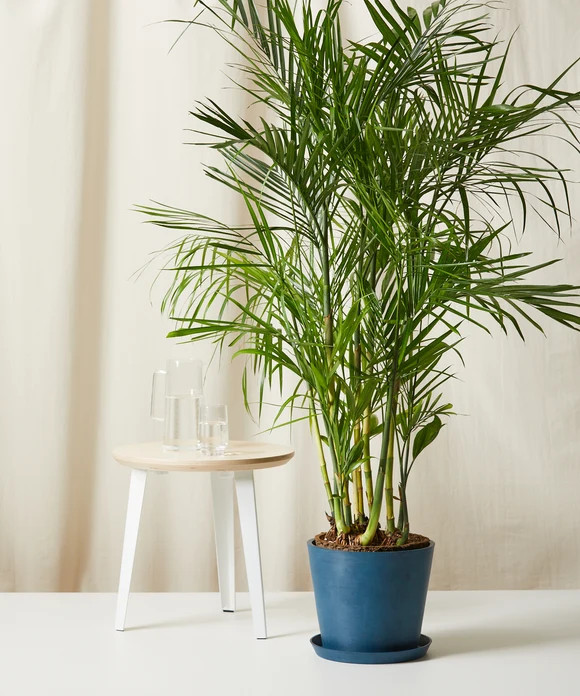 Buy Potted Bamboo Palm Indoor Plant | Bloomscape | Bloomscape