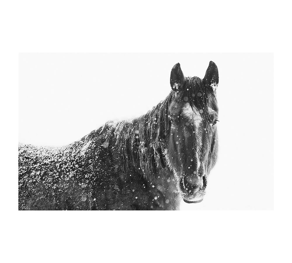 Snowy Black Horse Framed Print by Jennifer Meyers | Pottery Barn (US)