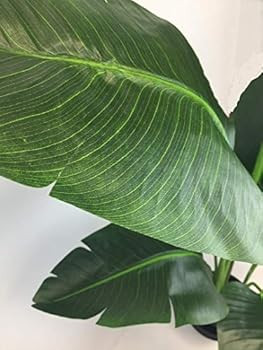 Silk Tree Warehouse Company Inc One 5 Foot Tall Artificial Bird of Paradise Palm with Free 10 inc... | Amazon (US)