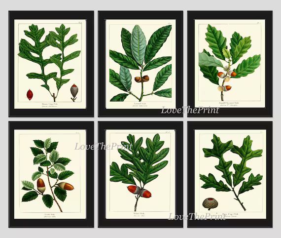 Botanical Print Set of 6 Art Redoute Antique Beautiful Acorn Tree Branch Green Leaf Nuts Forest Tree | Etsy (US)