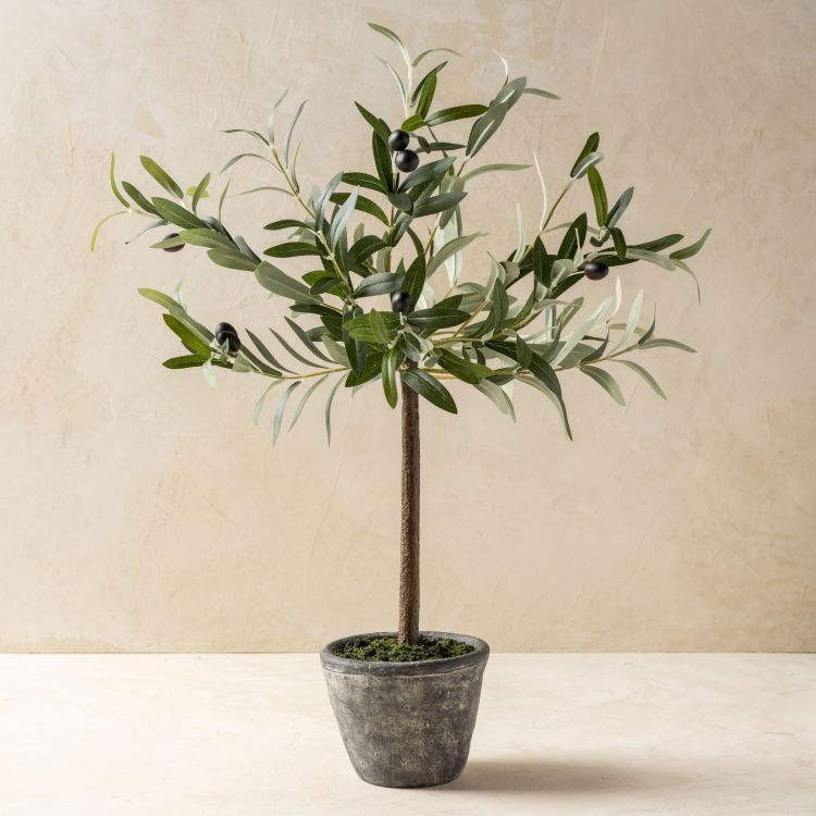 Olive Topiary with Gray Pot | Magnolia