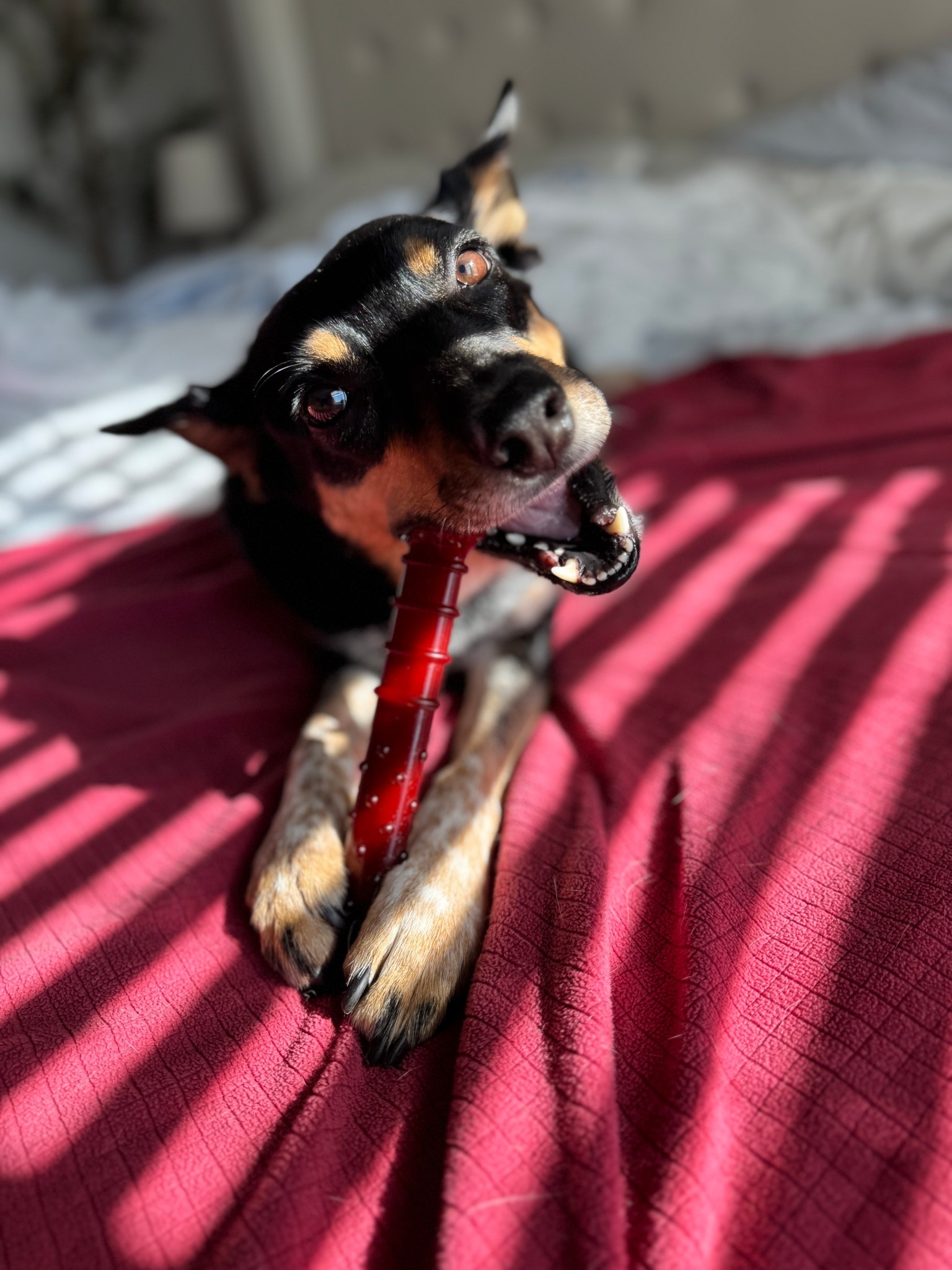 For the pups who treat chew time like a full-time job 🐶🦴
This textured Nylabone holds up like a champ!
Linked the exact one we use (for medium-large dogs, up to 50 lbs)!
#DogTok #LTKPet #dogessentials #chewtoys #dogmomfinds #dogapproved

#LTKPets #LTKFamily #LTKHome
