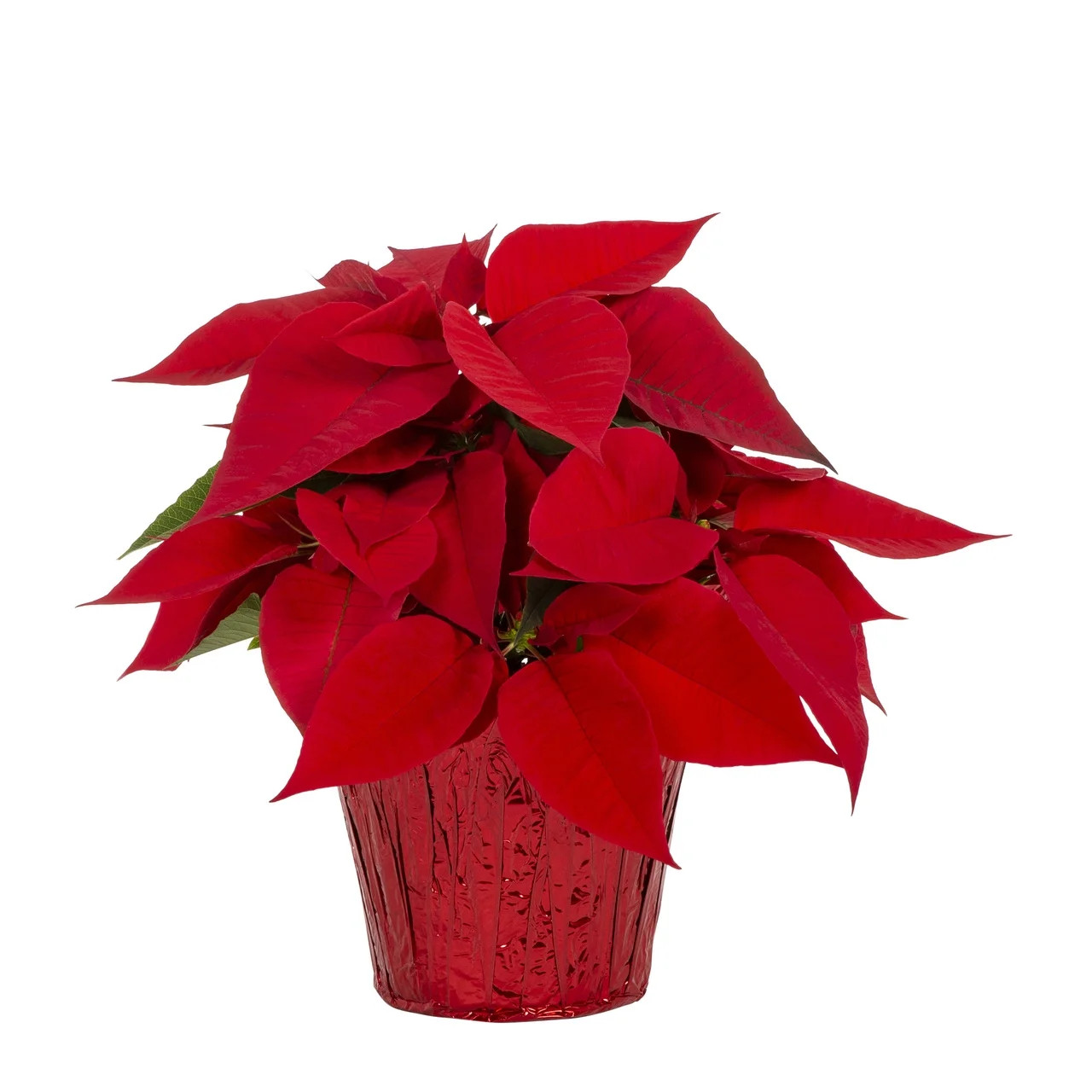 Holiday Time 24 inch Red Poinsettia Live Plant in Decorative 1.68QT Foil Cover | Walmart (US)