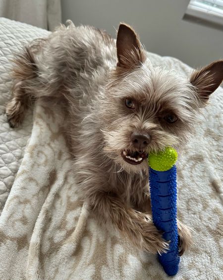 The best teeth cleaning toy for dogs! It is rather long and isn’t for super destructive dogs, but my 11 lb Chorkie is obsessed with it  

#LTKfindsunder50 #LTKhome