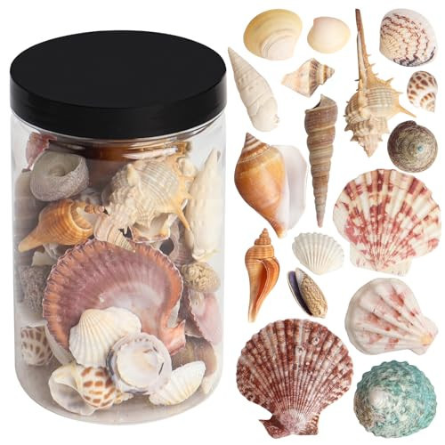 HAPY SHOP Mixed Sea Shells 250 g Shells Various Size up to 2.5 in Seashells Bulk with Box Shells for Crafts,Tank Vase Filler,Beach Theme Party,Home Decor,Resin Decoration(60-70 pcs) | Amazon (US)
