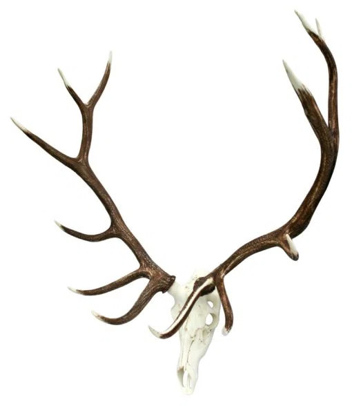 Union Rustic Elk European Wall Décor | Wayfair | Wayfair North America
