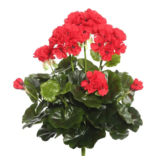 Geranium Bush (Set of 4) | Wayfair North America