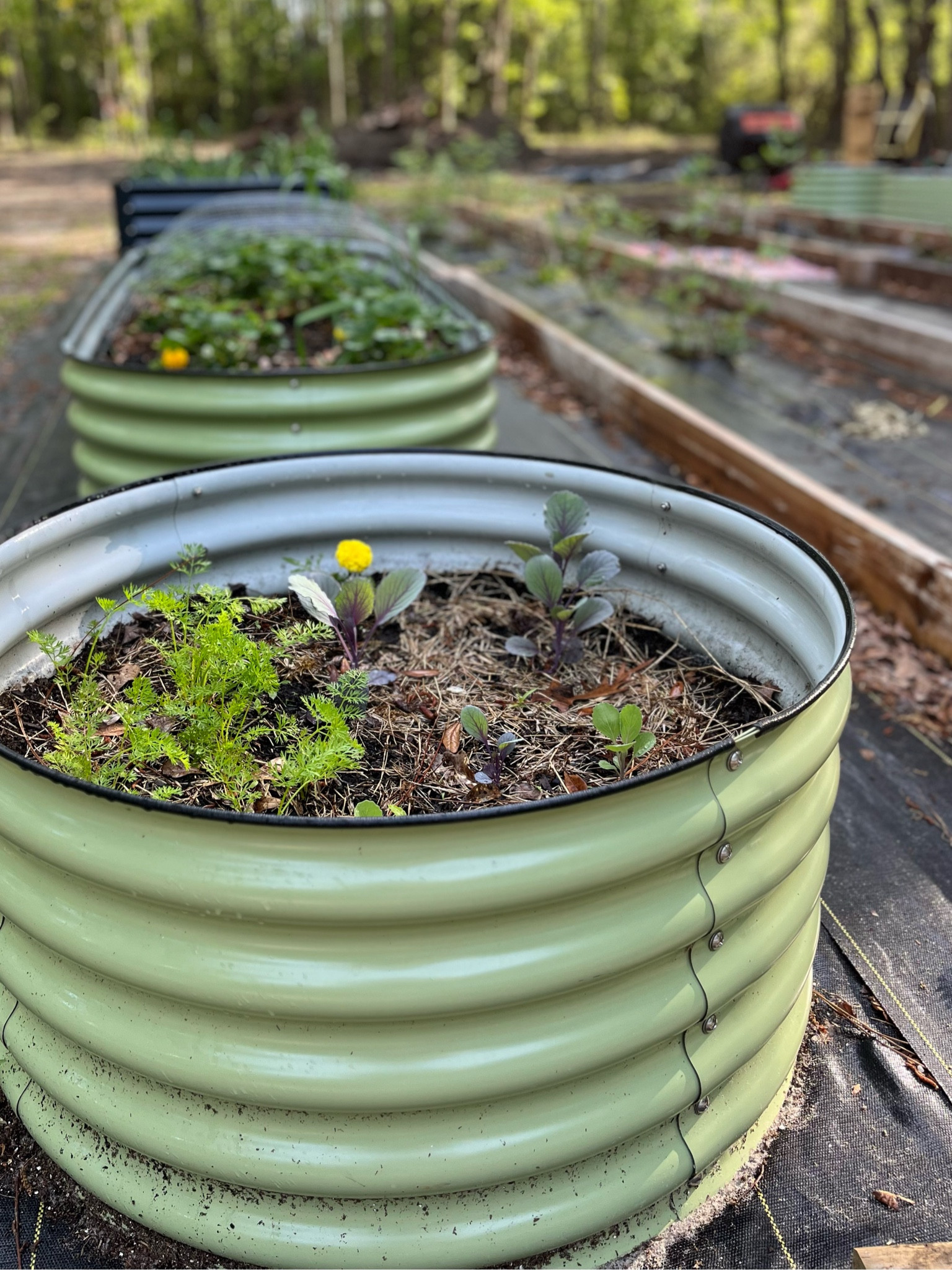 Spring is here and we love our Raised Garden Beds! 

#LTKSeasonal #LTKhome