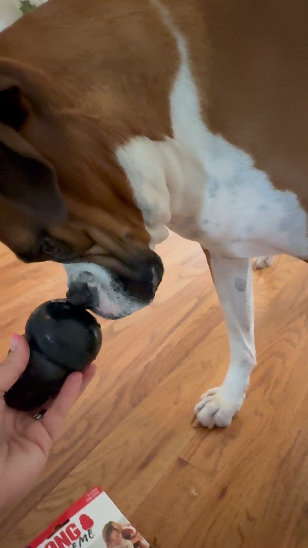 I ordered my boxer, Bruno, a Kong Extreme chew toy and he loves it! He’s tough on his toys, but hopefully this one will last a while! 

#LTKFamily #LTKPets #LTKFindsUnder50