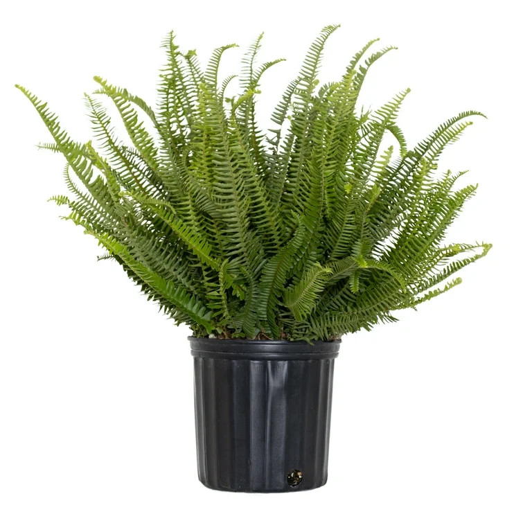 United Nursery Live Kimberly Fern Indoor Green Houseplant 24in Tall in 10-inch Grower Pot | Walmart (US)