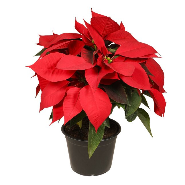 Altman Plants 2-Quart Fresh Christmas Potted Poinsettia | Lowe's