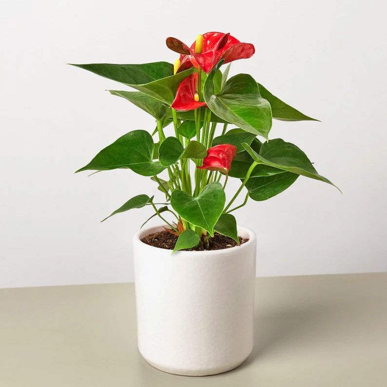 Pre-Potted Live Anthurium Red Potted in Cylinder Planter | Potted Indoor Houseplants | Anthurium ... | Etsy (US)