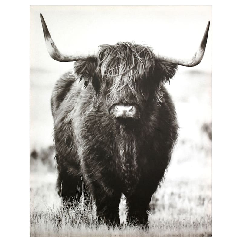 Ty Pennington Highland Cow Canvas Wall Art, 22x28 | At Home