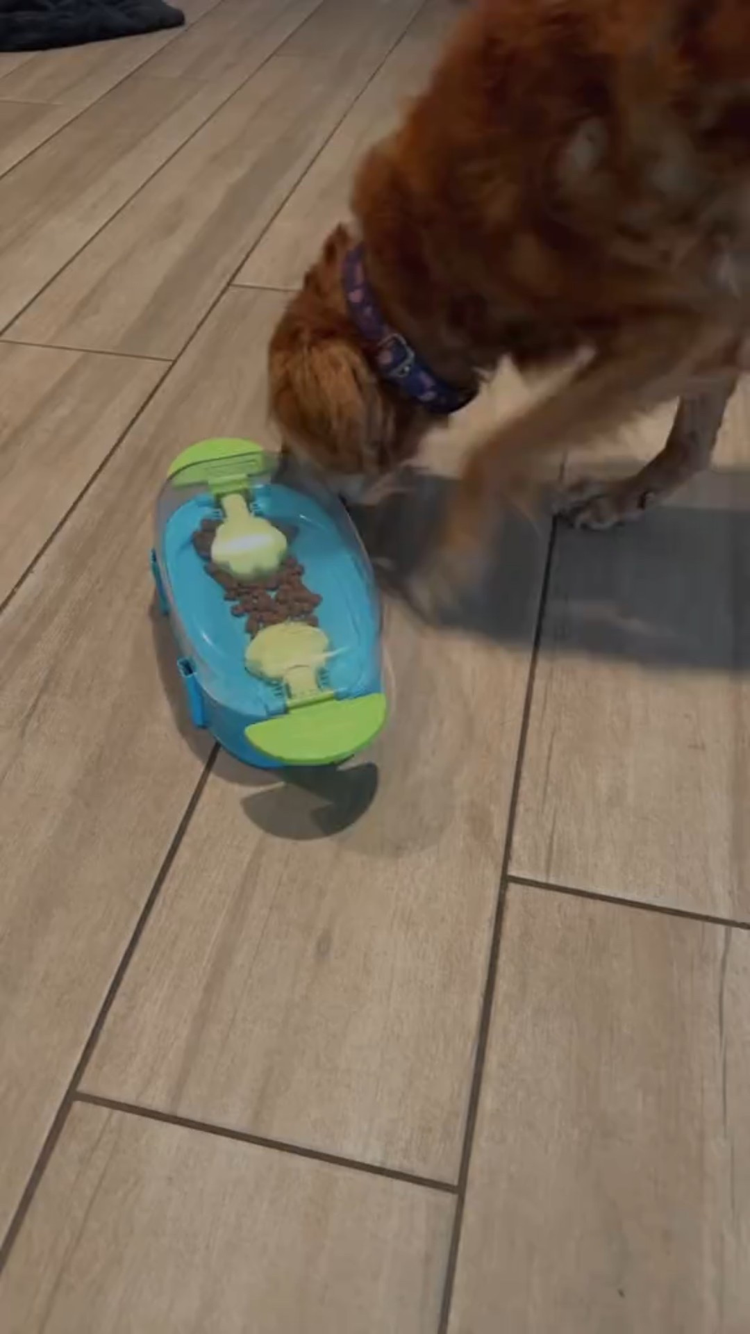 Amazon finds 
Trending
Dog finds
Dog toys
Dog mom

#LTKmomlife #LTKSaleAlert