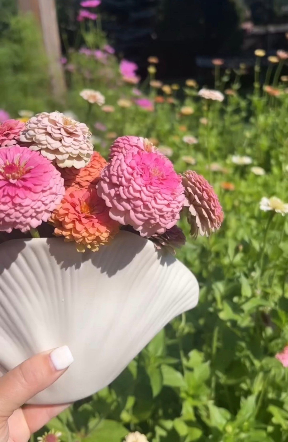 Counting down to zinnia season. Morning coffee always feels a little better when it’s surrounded by flowers you grew yourself. 🌸☕️



🌸 these are mostly Oklahoma Pink & Salmon zinnias with a few Floret Unicorns mixed in. 

#lazygirlsgardenclub #zinnias #cutflowergarden #cutflowers #zinniasofinstagram #beginnergardener

#LTKSeasonal #LTKFindsUnder50 #LTKFindsUnder100