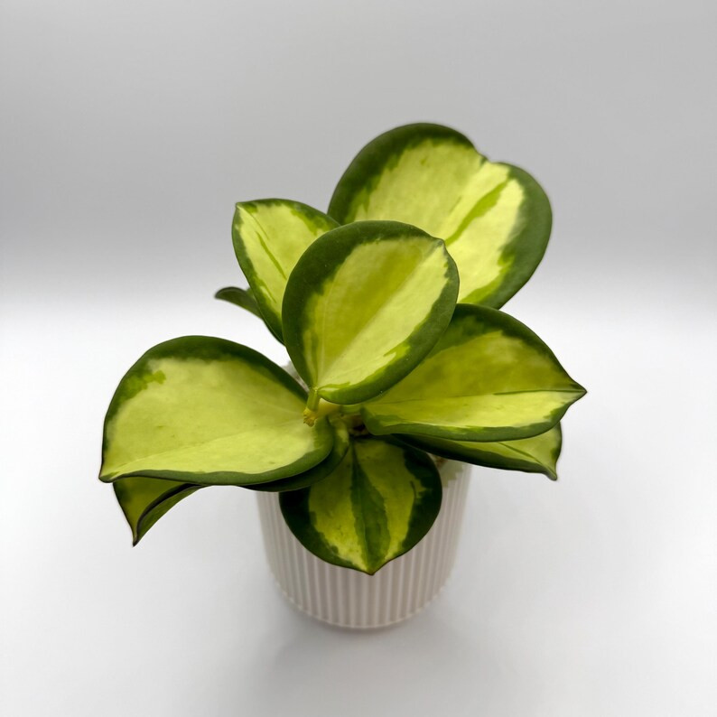 Hoya Subquintuplinervis FKA Pachyclada Inner Variegated Rare Exotic Plants Indoor Collectors Hous... | Etsy (US)