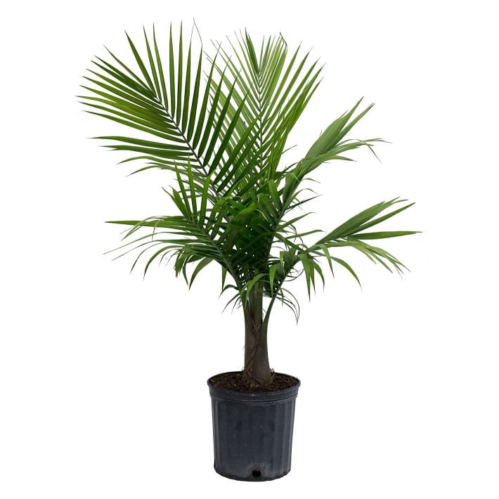 Live 10" Majesty Palm Plant | West Elm (US)