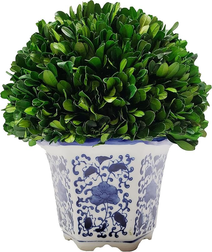 Galt International Preserved Natural Boxwood in Ceramic Pot - Plant and Table Centerpiece - Stunn... | Amazon (US)