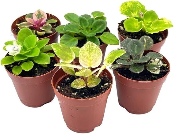 Harmony's African Violet Assortment Set, 2 inch pots, 6 Different African Violets Gesneriad Plant... | Amazon (US)