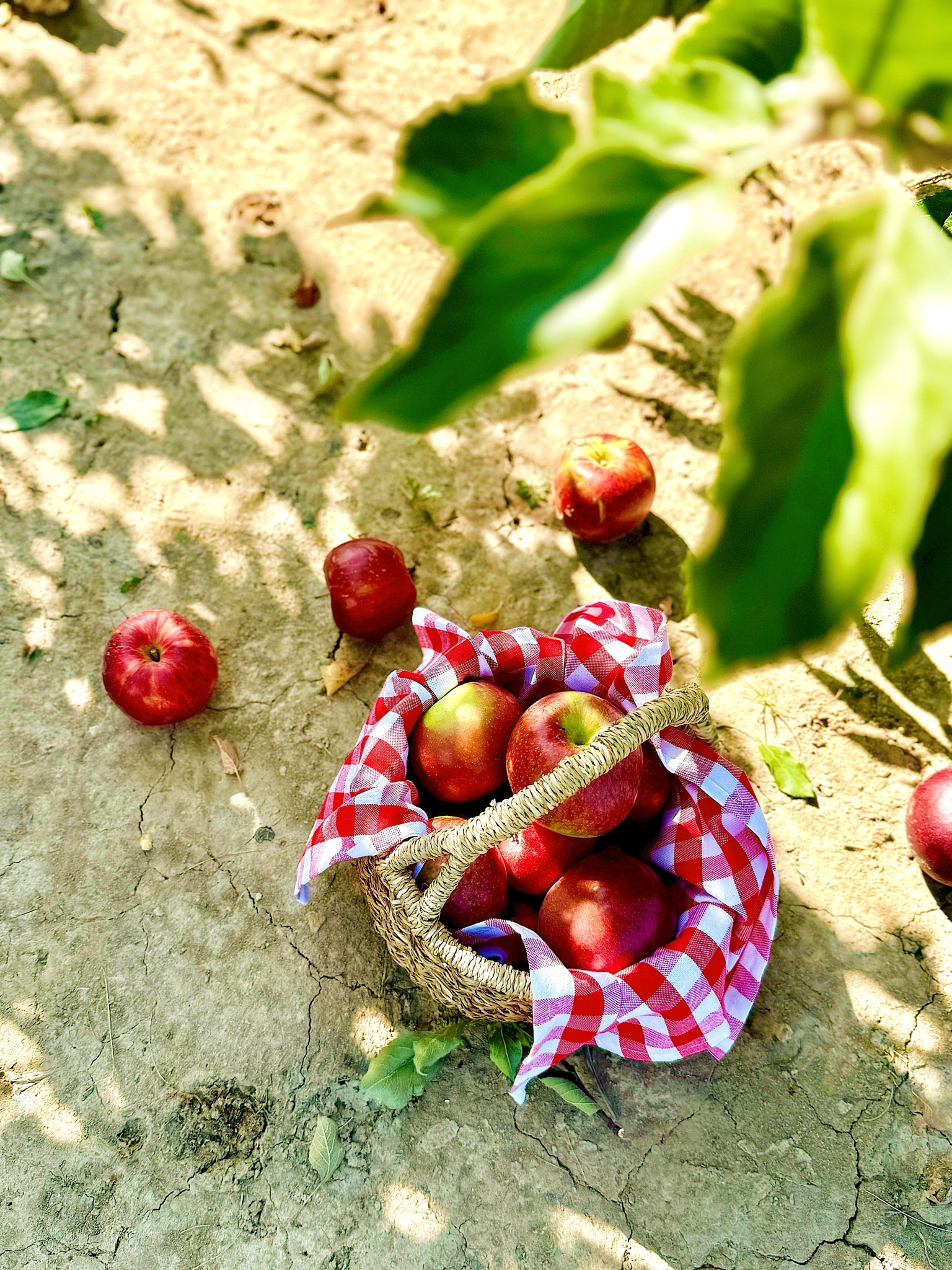 Apple picking basket 🧺🍎

#LTKItBag #LTKHalloween #LTKSeasonal