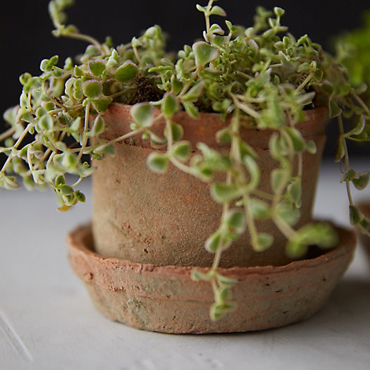 Earth Fired Clay Low Sill Pot + Saucer, Set of 3 | Terrain