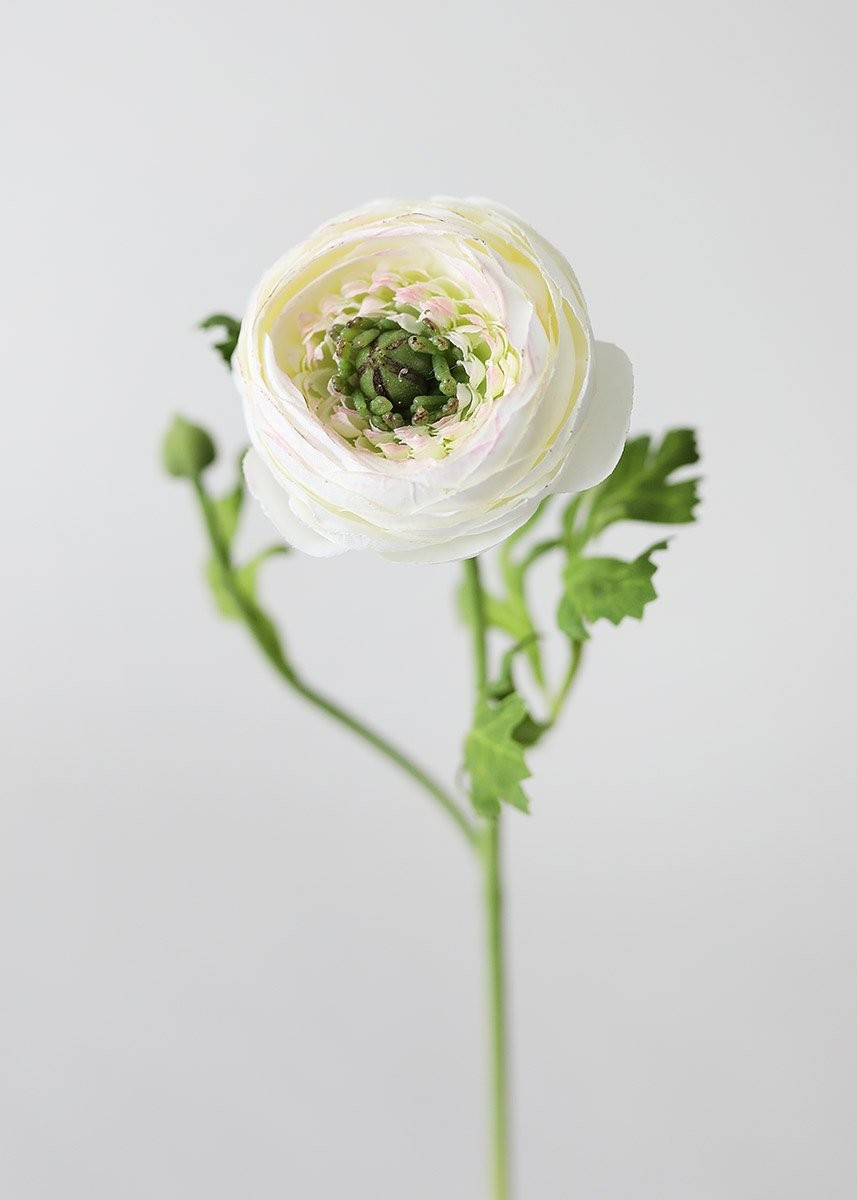 Silk Ranunculus in Cream - 13" | Afloral (US)